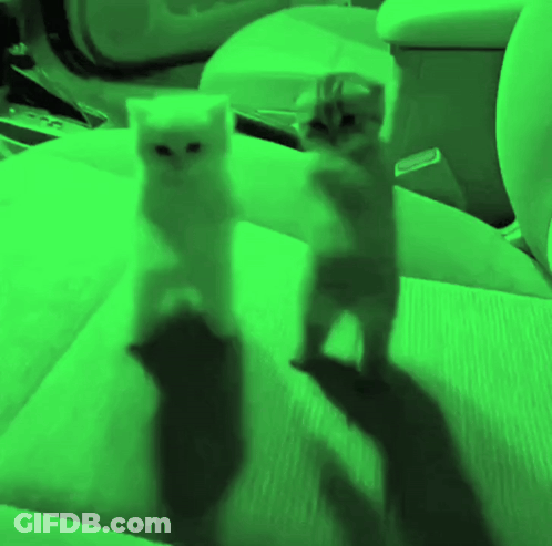 Two Kittens Are Standing On Their Hind Legs In A Green Background GIF