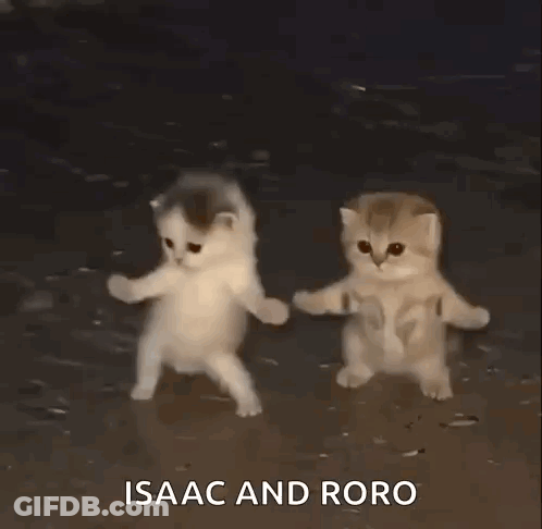 Two Kittens Holding Hands On Beach GIF