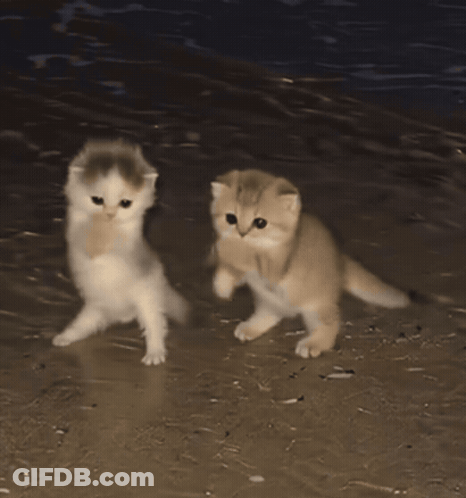 Two Kittens Holding Hands On Beach At Night GIF