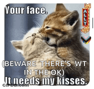 Two Kittens Hugging And Kissing GIF