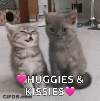Two Kittens Hugging And Kissing GIF