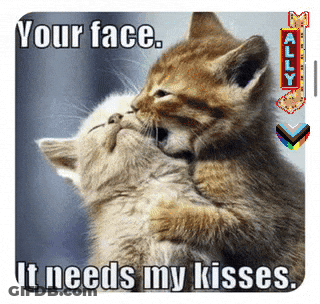 Two Kittens Hugging And Kissing With The Caption " Your Face It Needs My Kisses " GIF