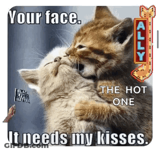 Two Kittens Hugging Each Other With The Words `` Your Face , The Hot One It Needs My Kisses '' GIF