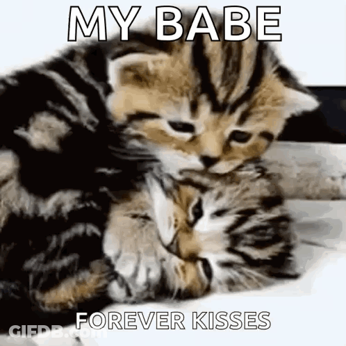 Two Kittens Hugging My Babe Forever Kisses GIF