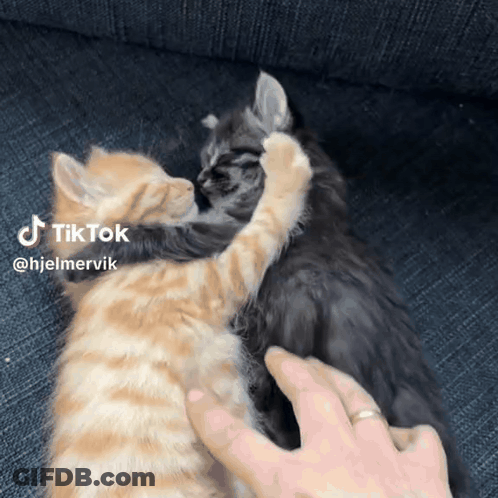Two Kittens Hugging On Couch With TikTok Watermark GIF