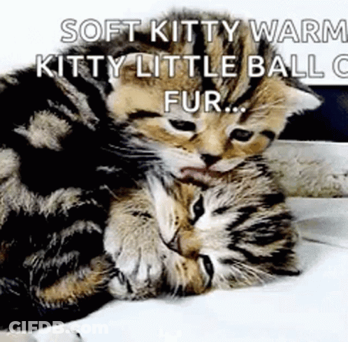 Two Kittens Hugging Soft Kitty Warm Kitty GIF