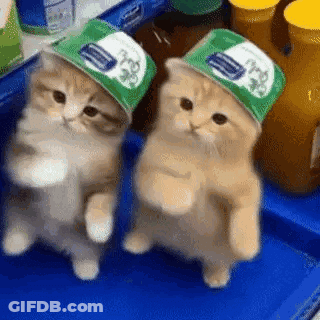 Two Kittens In Green Hats On Blue Tray GIF