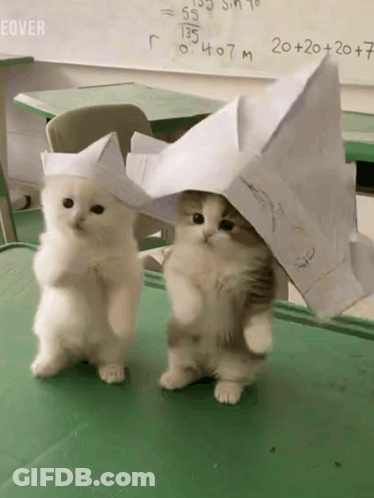 Two Kittens In Paper Hats Standing In Classroom GIF