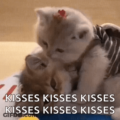 Two Kittens Kissing Saying Kisses GIF