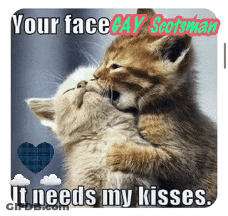 Two Kittens Kissing Your Face Gay Scotsman GIF