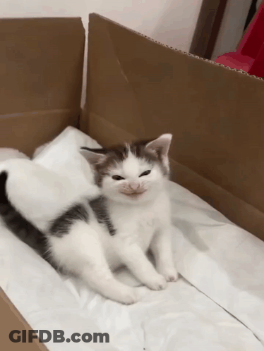 Two Kittens Laying In Cardboard Box GIF