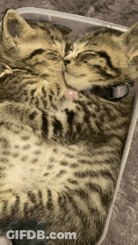 Two Kittens Laying Next To Each Other In A Plastic Box GIF