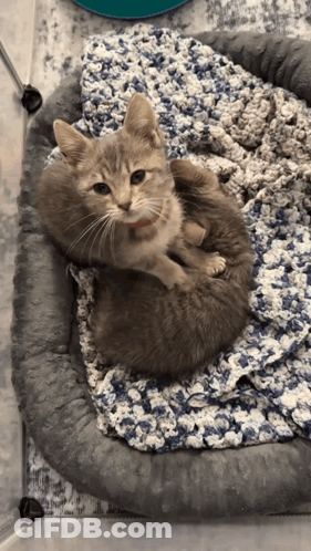 Two Kittens Laying On A Blanket In A Bed GIF