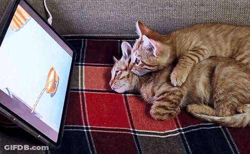 Two Kittens Laying On A Plaid Blanket Looking At A Screen GIF