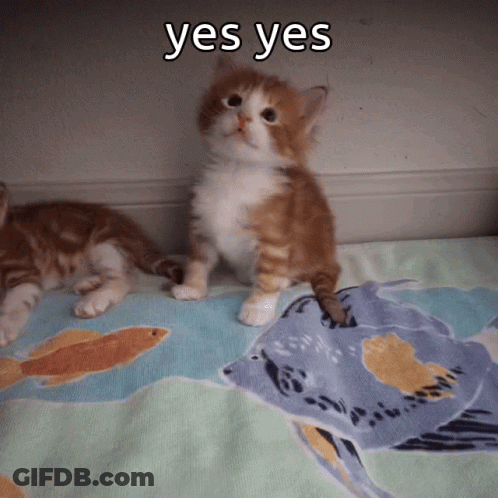 Two Kittens Laying On Blanket Saying Yes Yes GIF
