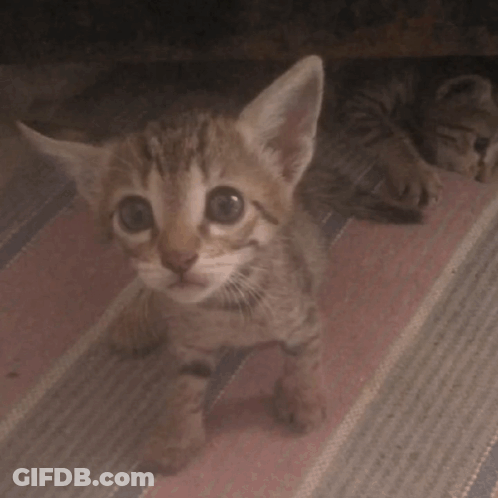 Two Kittens Laying On Striped Rug One Yawning GIF