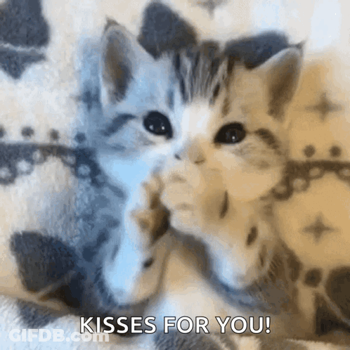 Two Kittens On A Blanket With The Words Kisses For You Written On The Bottom GIF