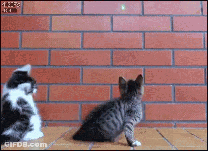 Two Kittens Playing By Brick Wall GIF