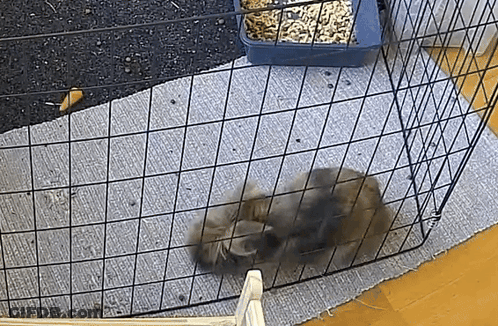 Two Kittens Playing In Cage GIF
