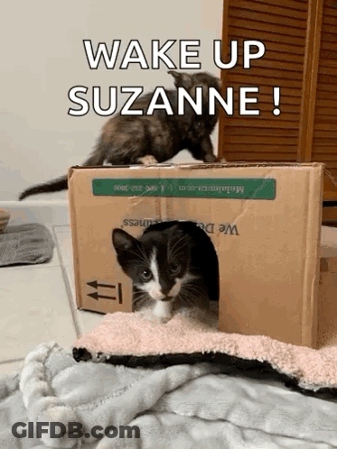 Two Kittens Playing In Cardboard Box Wake Up Suzanne GIF
