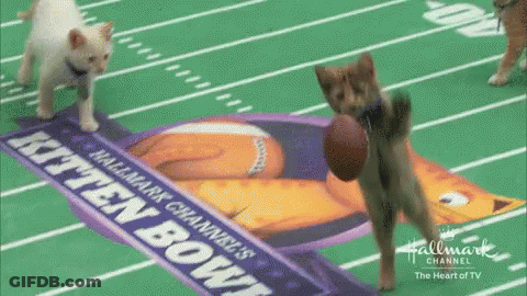 Two Kittens Playing Kitten Bowl With Football GIF