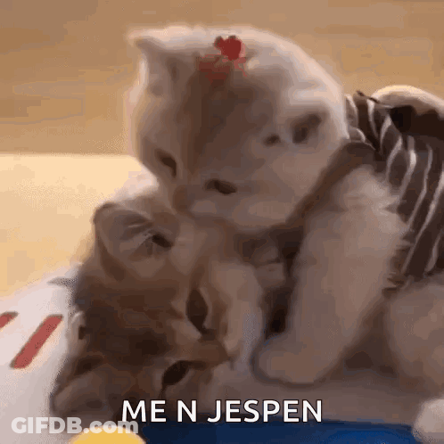 Two Kittens Playing Me N Jespen GIF