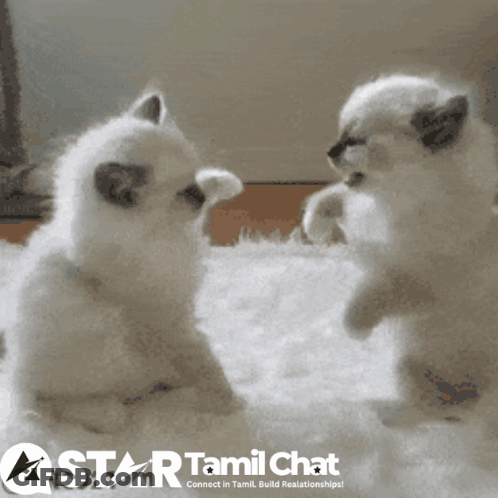 Two Kittens Playing On A Star Tamil Chat Ad GIF