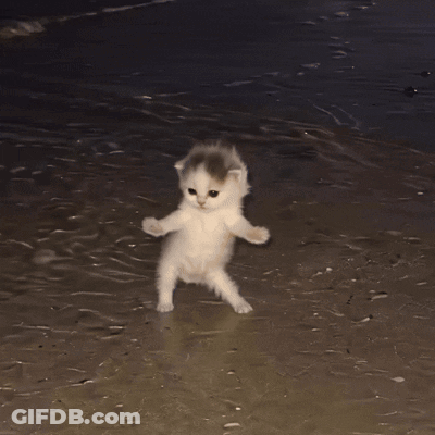 Two Kittens Playing On Beach One Standing GIF