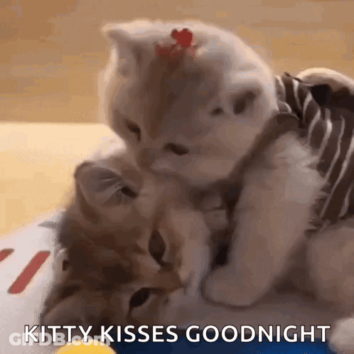 Two Kittens Playing On Bed One In Striped Shirt GIF