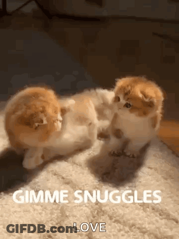 Two Kittens Playing On Carpet Gimme Snuggles Love GIF