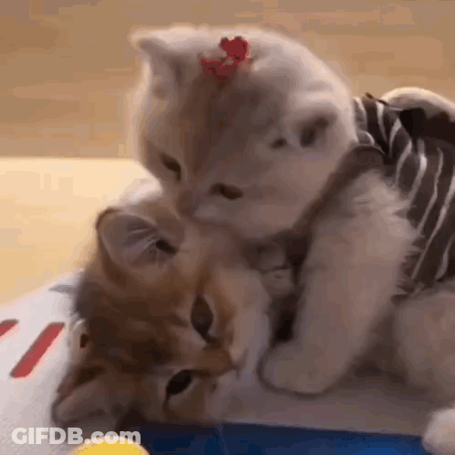 Two Kittens Playing, One In Striped Vest GIF
