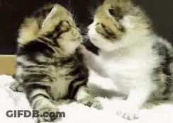 Two Kittens Playing With Each Other On A Blanket GIF
