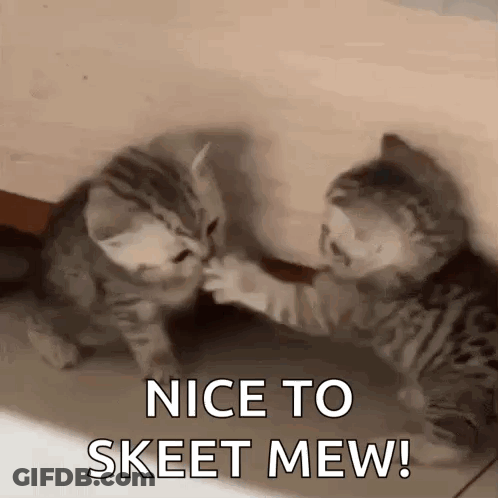 Two Kittens Playing With Nice To Skeet Mew GIF