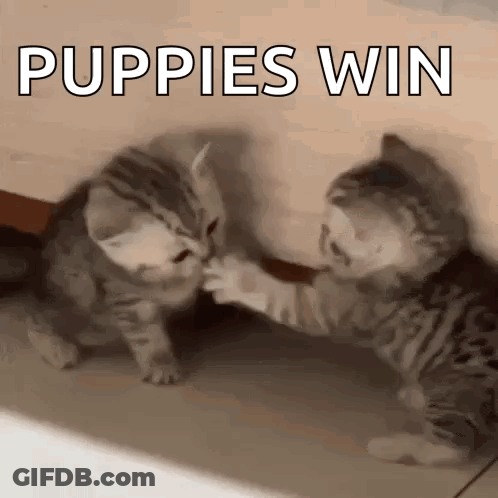 Two Kittens Playing With Puppies Win Above GIF