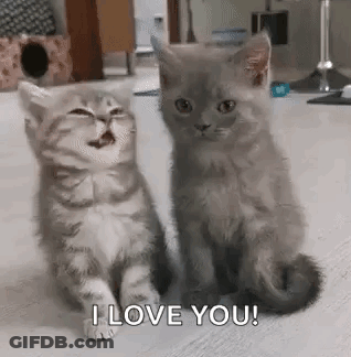 Two Kittens Side By Side One Yawning GIF