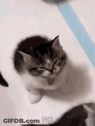 Two Kittens Sitting And Looking GIF
