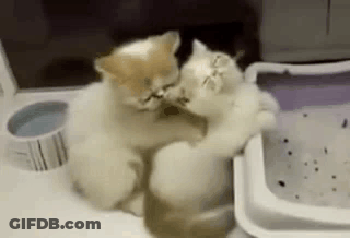 Two Kittens Sitting On Table GIF