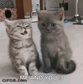 Two Kittens Sitting Together GIF