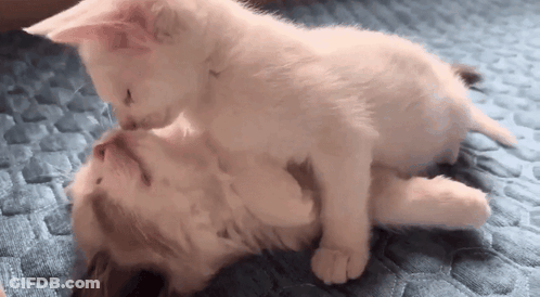 Two Kittens Sitting Together Saying I Looooove You Cutie GIF