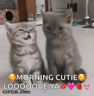 Two Kittens Sitting Together GIF