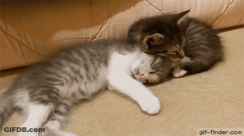 Two Kittens Sleeping Next To Each Other On Couch GIF