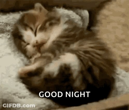 Two Kittens Sleeping On Bed GIF
