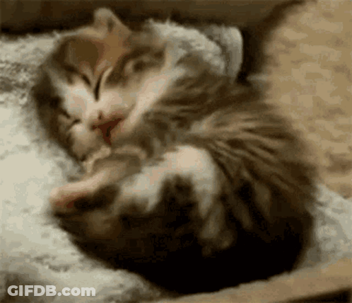 Two Kittens Sleeping On Pillow GIF