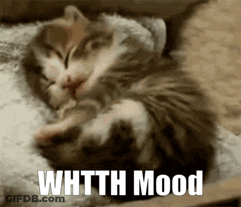 Two Kittens Sleeping Whtth Mood GIF