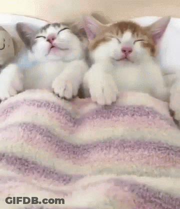 Two Kittens Sleeping With Teddy Bear GIF