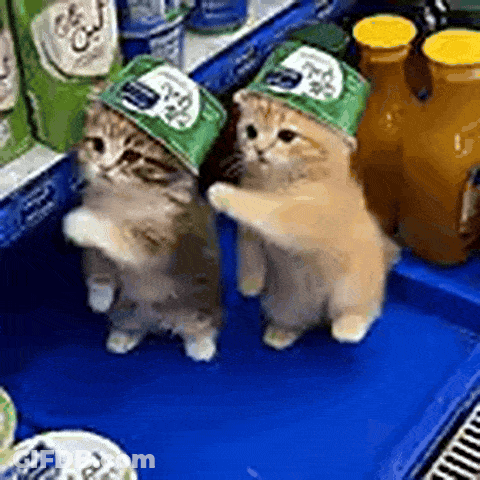 Two Kittens Standing In Green Hats On Blue Surface GIF