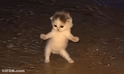 Two Kittens Standing Looking At Each Other GIF