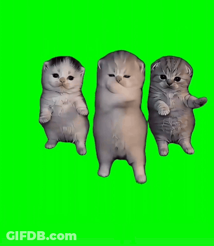 Two Kittens Standing Next To Each Other With Their Paws In The Air On A Green Screen GIF