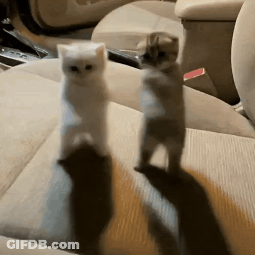 Two Kittens Standing On Hind Legs In Back Seat GIF