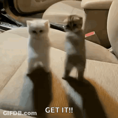 Two Kittens Standing Together Saying Get It GIF